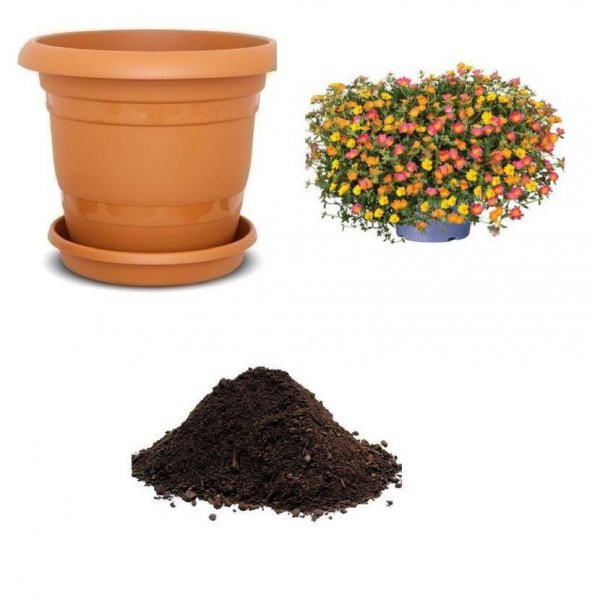 Karışık İpek Şellaki Çiçeği Tohumu Ekim Seti