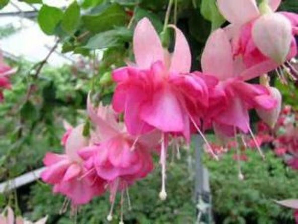 Pembe Küpeli Çiçeği Tohumu Ekim Seti - 3