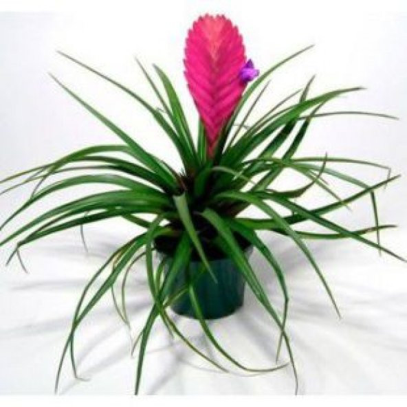 İthal Hava Çiçeği Tohumu Ekim Seti - Resim 4