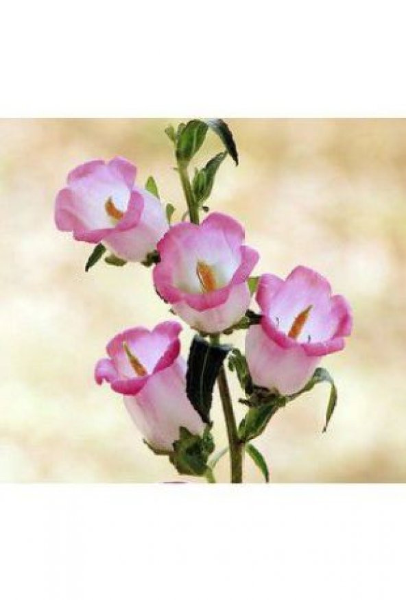 Pembe Çan Çiçeği Tohumu Ekim Seti - Resim 5