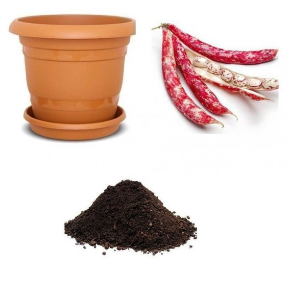 Oturak Barbunya Tohumu Ekim Seti