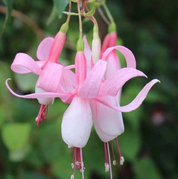 Pembe Küpeli Çiçeği Tohumu Ekim Seti - 4