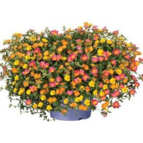 Karışık İpek Şellaki Çiçeği Tohumu Ekim Seti - 2