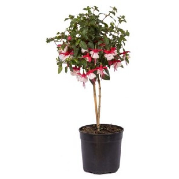 Beyaz Küpeli Çiçeği Tohumu Ekim Seti - 4