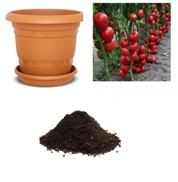 Mis Kokulu Sırık Domates Tohumu Ekim Seti ürün görseli