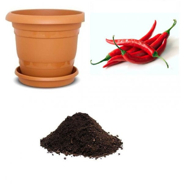 Çok Acı Thailand Biberi Tohumu Ekim Seti ürün görseli