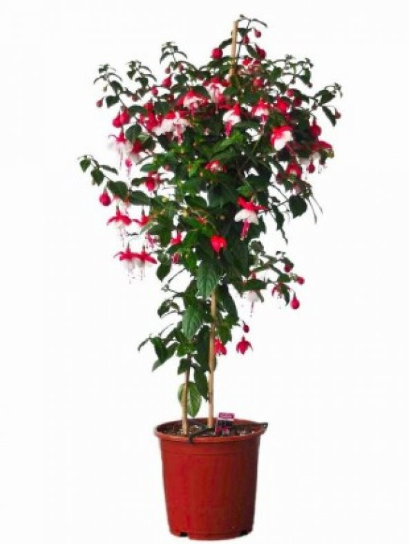 Beyaz Küpeli Çiçeği Tohumu Ekim Seti - 5