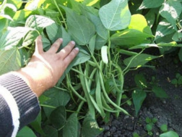 Magnum Fasulye Tohumu Ekim Seti - 4