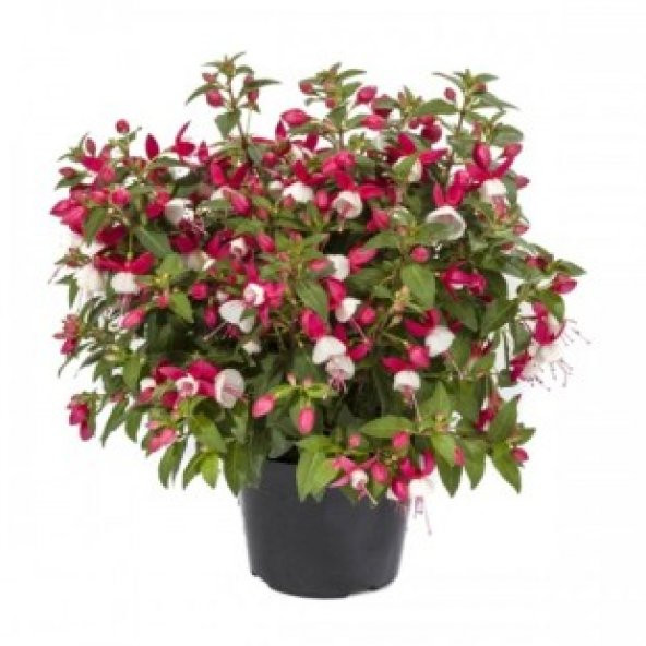 Karışık Küpeli Çiçeği Tohumu Ekim Seti - 5