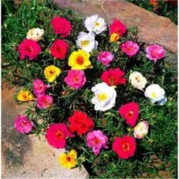 Karışık İpek Şellaki Çiçeği Tohumu Ekim Seti - 5