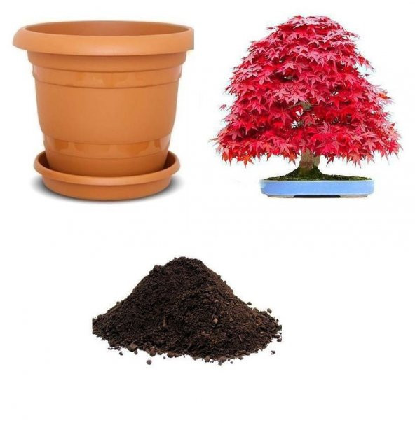 Red Maple Bonzai Ağacı Tohumu Ekim Seti