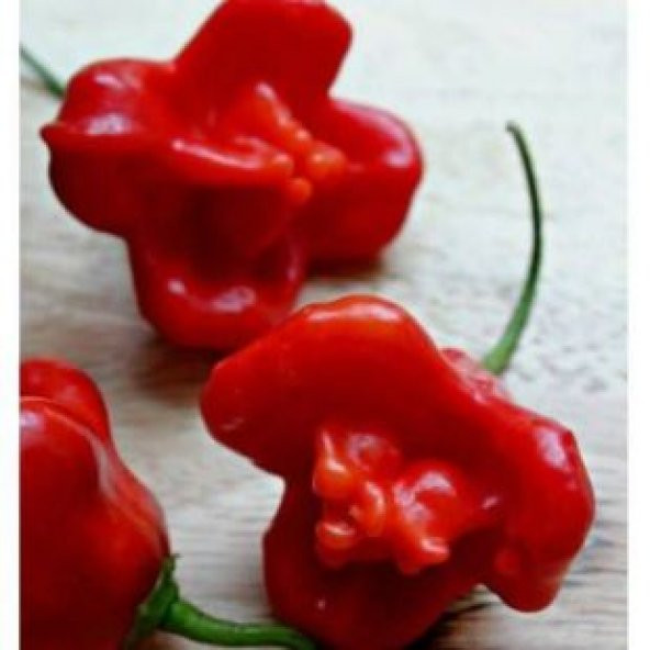 İthal Kırmızı Gül Biberi Tohumu Ekim Seti - Resim 4