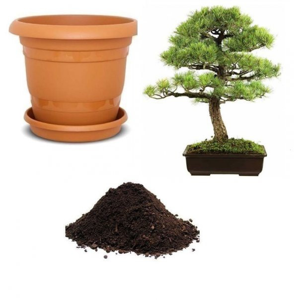 Supressus Bonzai Ağacı Tohumu Ekim Seti