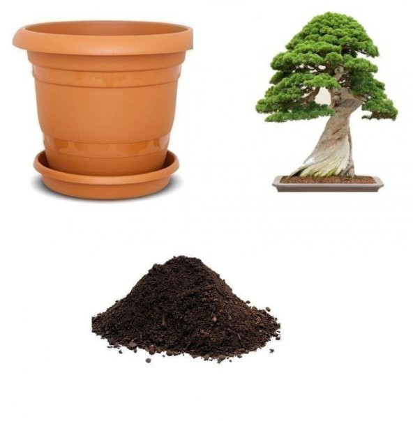Okaliptüs Bonzai Ağacı Tohumu Ekim Seti