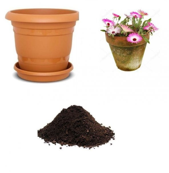 Mesembriantemo Çiçeği Tohumu Ekim Seti