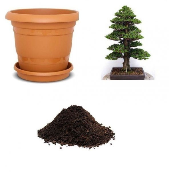 Lübnan Sediri Bonzai Ağacı Tohumu Ekim Seti