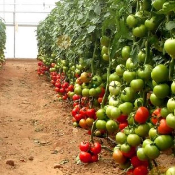 Mis Kokulu Sırık Domates Tohumu Ekim Seti - Resim 4