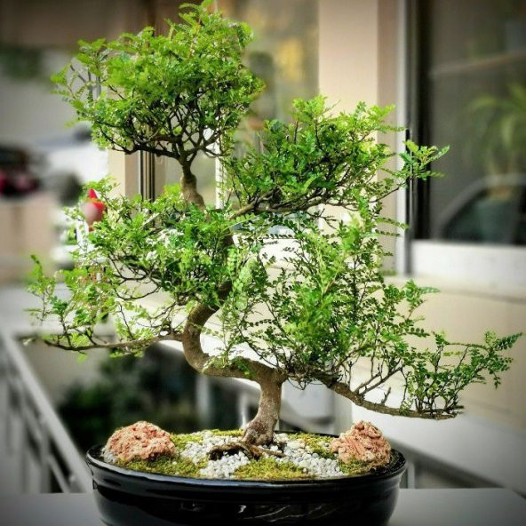 Karabiber Bonzai Ağacı Tohumu Ekim Seti - 3