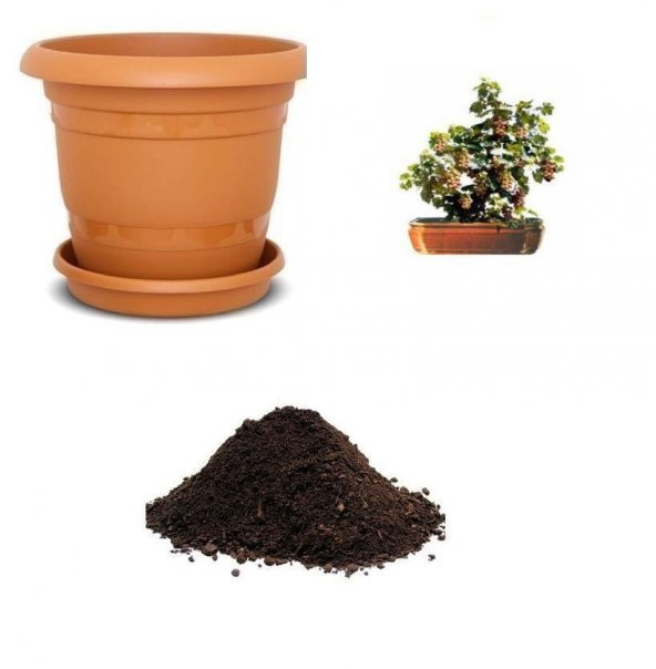 Sarı Üzüm Bonzai Ağacı Tohumu Ekim Seti