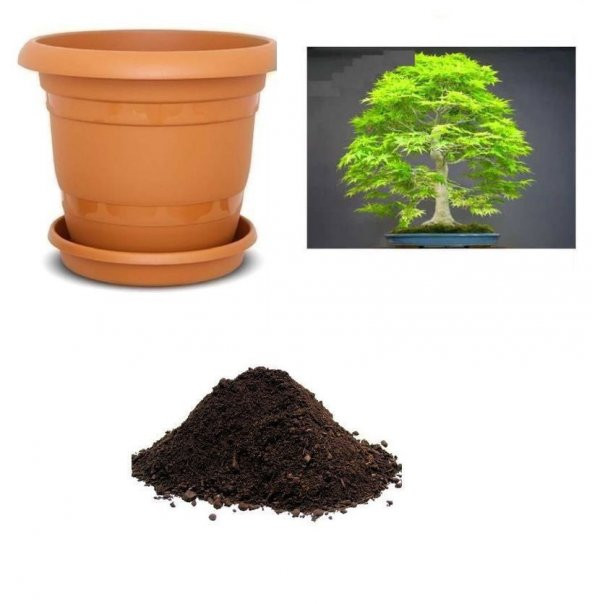Redwood Bonzai Ağacı Tohumu Ekim Seti