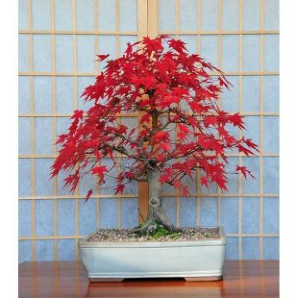 Red Maple Bonzai Ağacı Tohumu Ekim Seti - 4