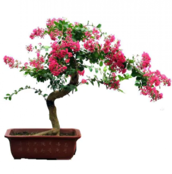 Krep Mersin Bonzai Ağacı Tohumu Ekim Seti - Resim 4