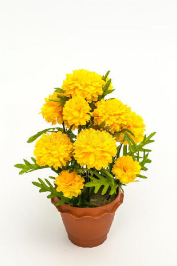 Sarı Tagete Çiçeği Tohumu Ekim Seti - Resim 2