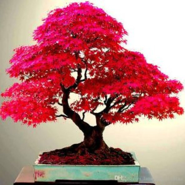 Red Maple Bonzai Ağacı Tohumu Ekim Seti - 5