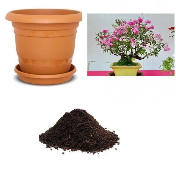 Pembe Gül Bonzai Ağacı Tohumu Ekim Seti