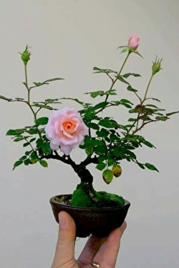 Pembe Gül Bonzai Ağacı Tohumu Ekim Seti - 2