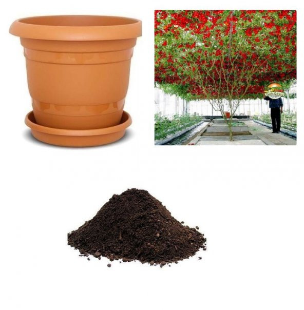 Nadir İtalyan Domates Ağacı Tohumu Ekim Seti