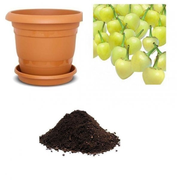 Acı Fındık Biberi Tohumu Ekim Seti