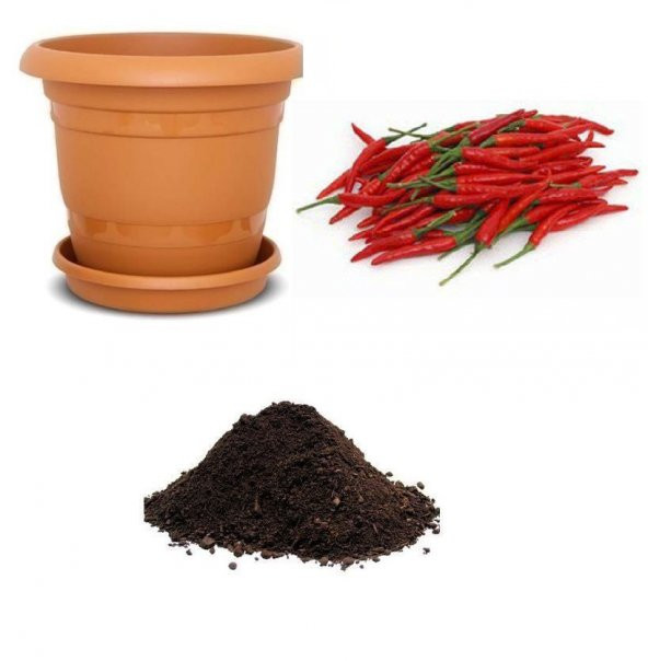 İthal Acı Wyang Ping Biberi Tohumu Ekim Seti