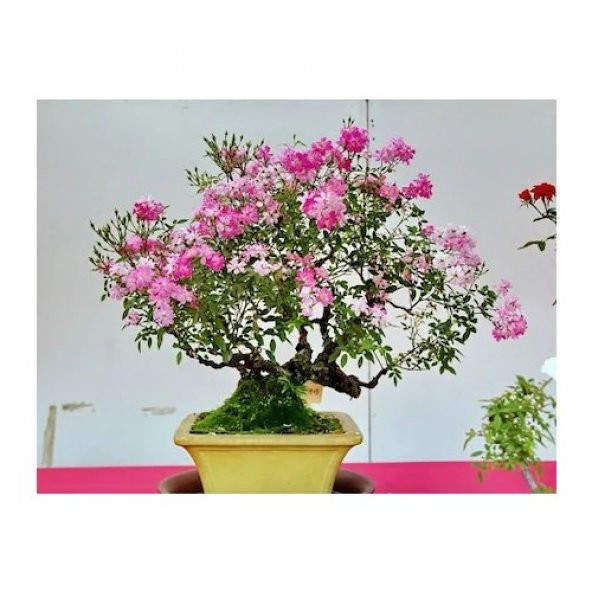 Pembe Gül Bonzai Ağacı Tohumu Ekim Seti - 3