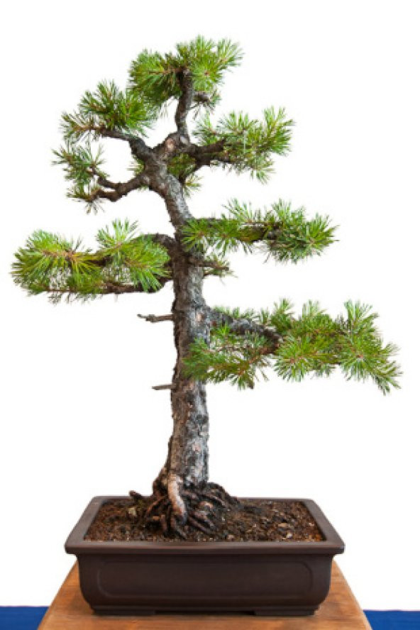 İthal Sarıçam Bonzai Ağacı Tohumu Ekim Seti - Resim 3