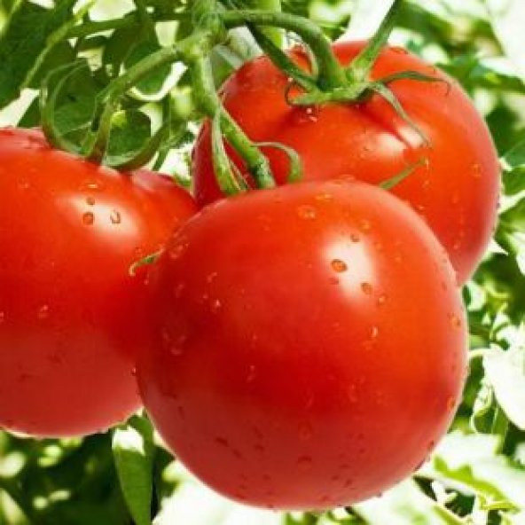 Meşhur Falkon Domates Tohumu Ekim Seti - Resim 3