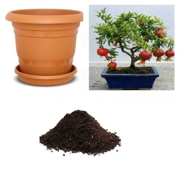 İthal Nar Bonzai Ağacı Tohumu Ekim Seti