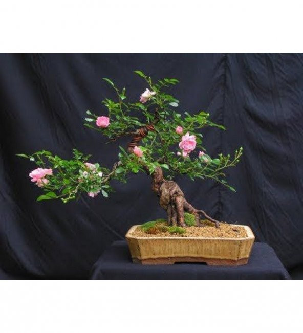 Pembe Gül Bonzai Ağacı Tohumu Ekim Seti - 4
