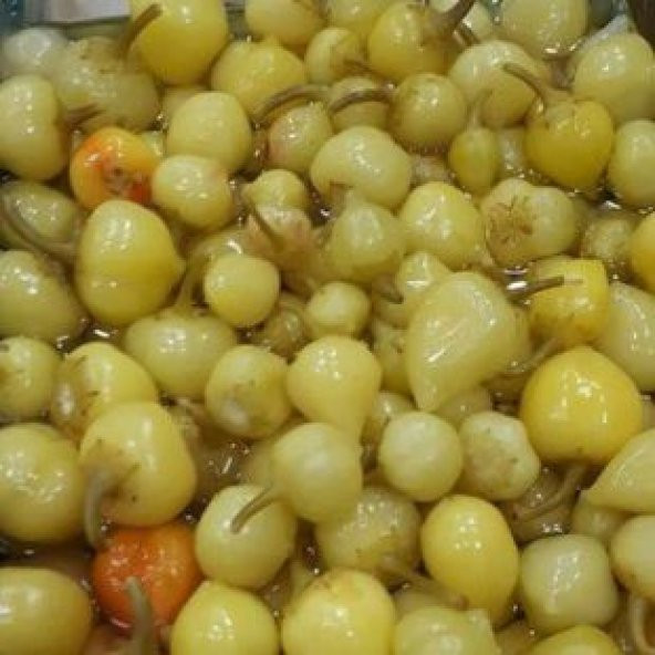 Acı Fındık Biberi Tohumu Ekim Seti - 3