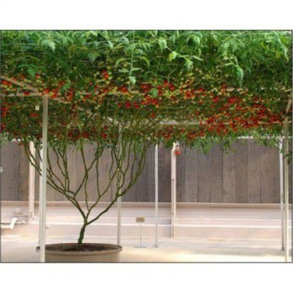 Nadir İtalyan Domates Ağacı Tohumu Ekim Seti - 4