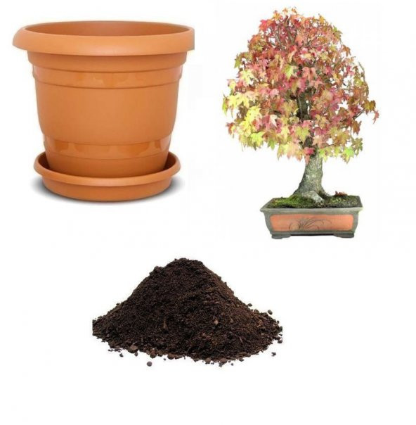 İthal Liquidambar Bonzai Ağacı Tohumu Ekim Seti
