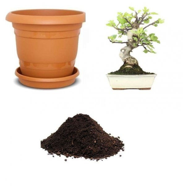 İthal Yeşil İncir Bonzai Ağacı Tohumu Ekim Seti ürün görseli