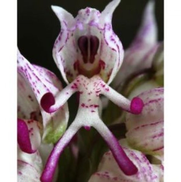 İthal İnsan Orkide Tohumu Ekim Seti - Resim 2