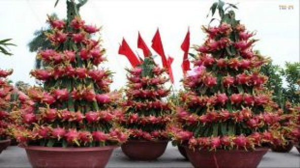 Tropikal Pitaya Tohumu Ekim Seti - 5