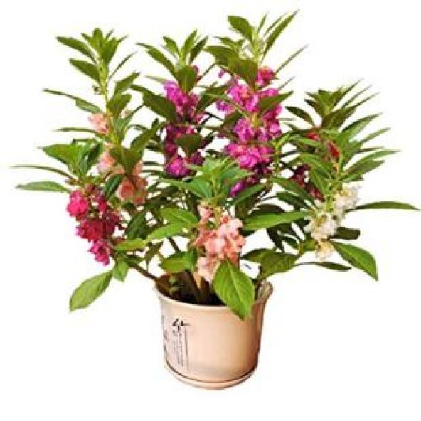 Türbe Çiçeği Tohumu Ekim Seti - Resim 2