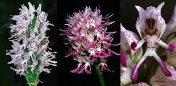 İthal İnsan Orkide Tohumu Ekim Seti - Resim 3