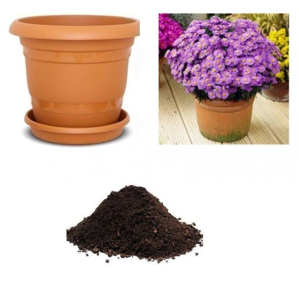İthal Aster Çiçeği Tohumu Ekim Seti