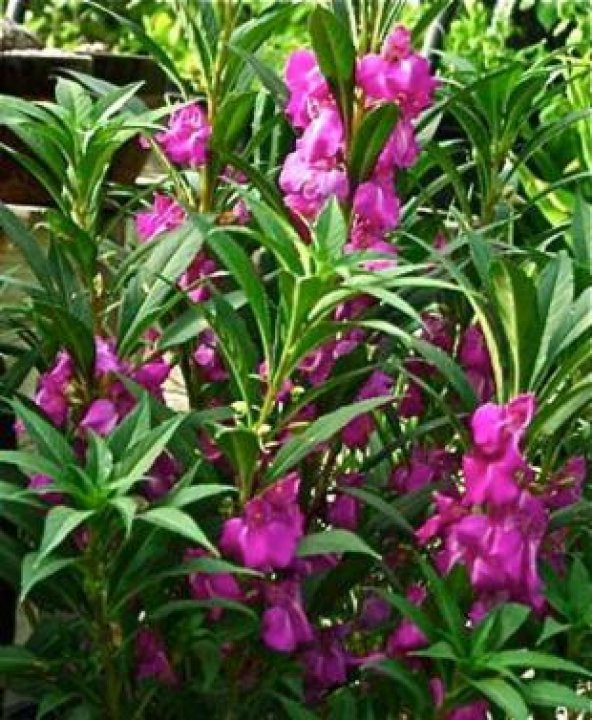 Türbe Çiçeği Tohumu Ekim Seti - Resim 3