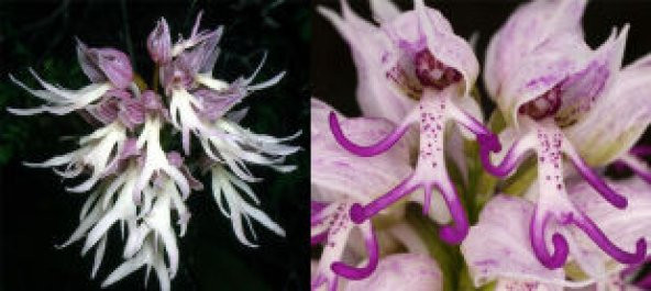 İthal İnsan Orkide Tohumu Ekim Seti - Resim 4