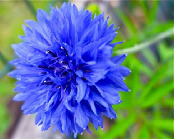 İthal Peygamber Çiçeği Tohumu Ekim Seti - Resim 3